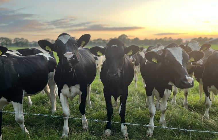 Unterkunft 291828 - Ferienhaus Achterhoek - Huisje in Laren (gld)