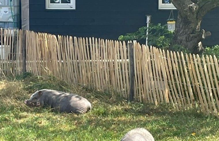 Cottage in Laren, Achterhoek with rural garden and sheep, ideal for nature lovers in Gelderland.