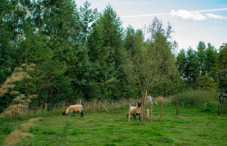 Schafe grasen auf der Wiese rund um das Ferienhaus in Laren, einer idyllischen Gegend in Achterhoek, Gelderland.