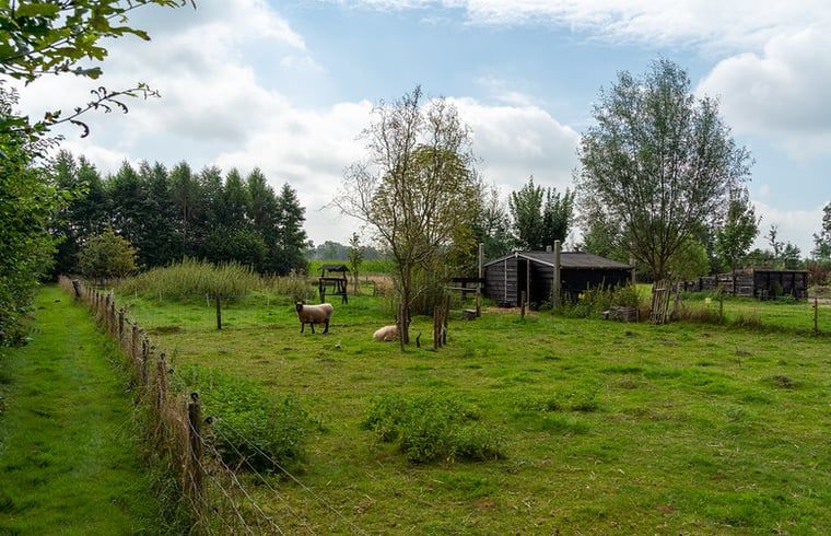 Laendliche Aussicht um Ferienhaus in Laren, mit weidenden Schafen in Achterhoek, Gelderland.