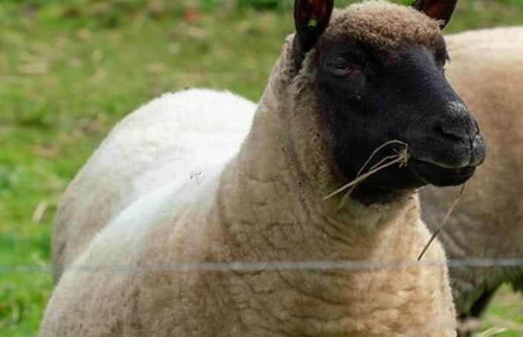 Nahaufnahme eines Schafes im Ferienhaus in Laren, einem charmanten Detail in Achterhoek, Gelderland.