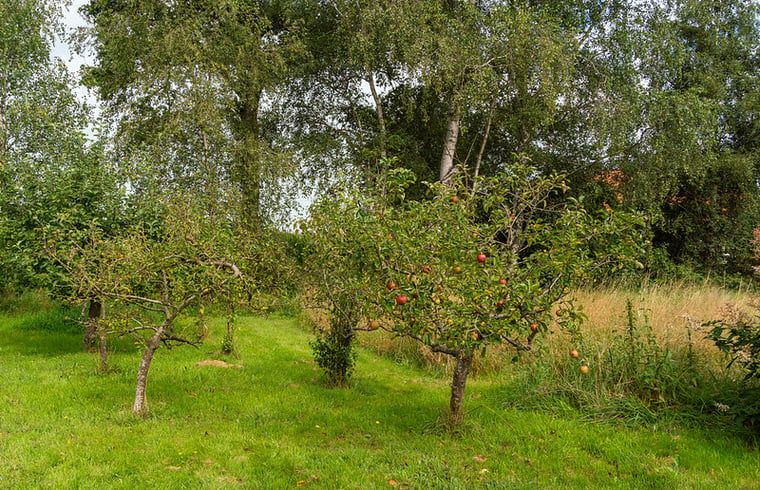 Apfelbaeume im Garten des Ferienhauses in Laren, einer malerischen Umgebung in Achterhoek, Gelderland.