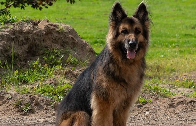 Hund geniesst die Natur im Ferienhaus in Laren, einer haustierfreundlichen Unterkunft in Achterhoek, Gelderland.