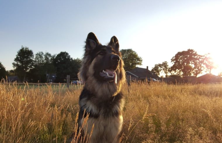 Hund im Abendlicht im Ferienhaus in Laren, einer ruhigen Umgebung in Achterhoek, Gelderland.