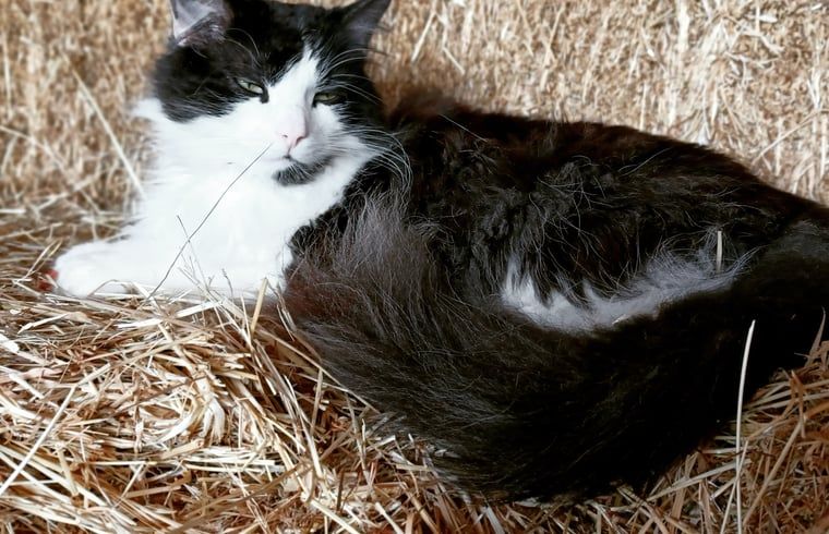 Die Katze entspannt sich im Heu im Ferienhaus in Laren, einer gemuetlichen Atmosphaere in Achterhoek, Gelderland.