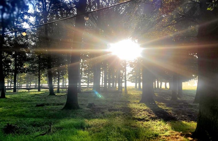 Cranes near Holiday home in Vragender, Achterhoek, Gelderland. Unique nature experience.