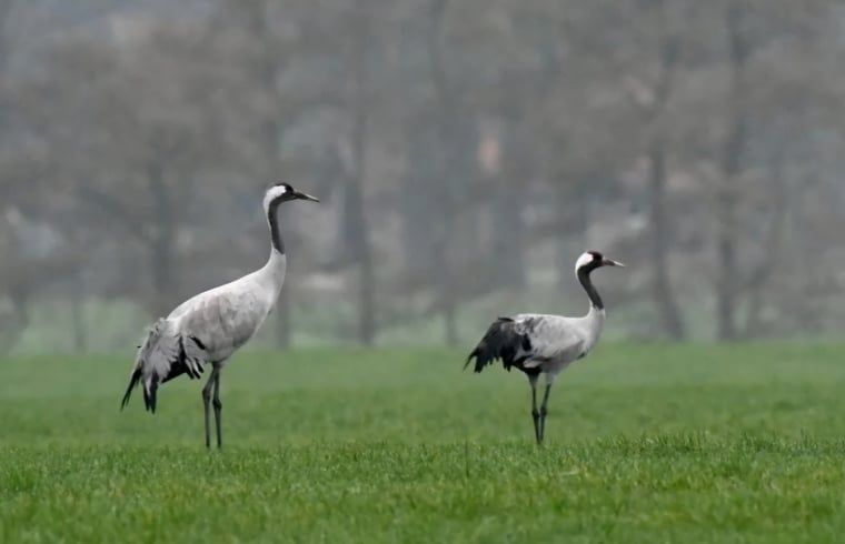 Path through the forest at sunrise in Holiday home in Vragender, Achterhoek, Gelderland. Restful surroundings.
