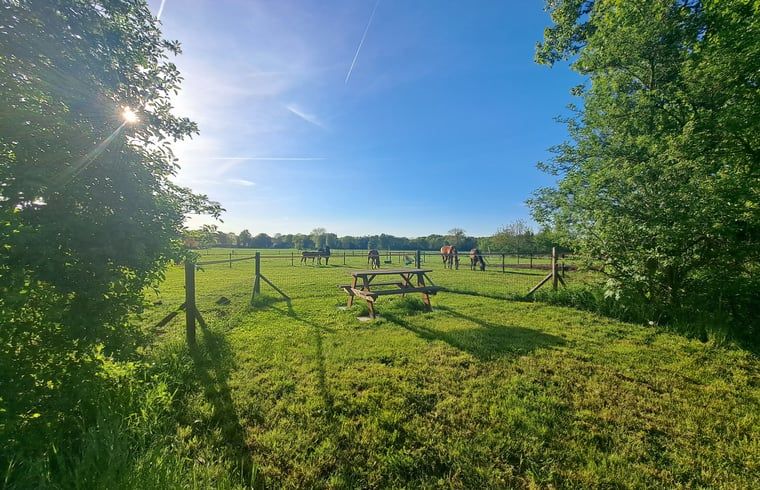 Groene weide bij Vakantiehuisje in Lochem, ideaal voor buitenactiviteiten in de Achterhoek, Gelderland.