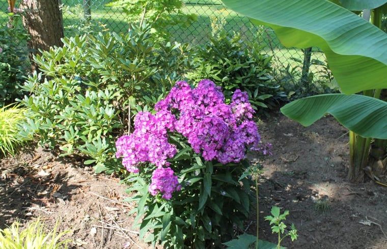 Lila Blumen im Garten des Ferienhauses in Lochem, Achterhoek.