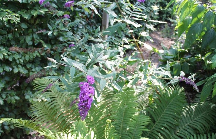Lila Blumen und Farne im Garten des Holiday Home in Lochem, Achterhoek.