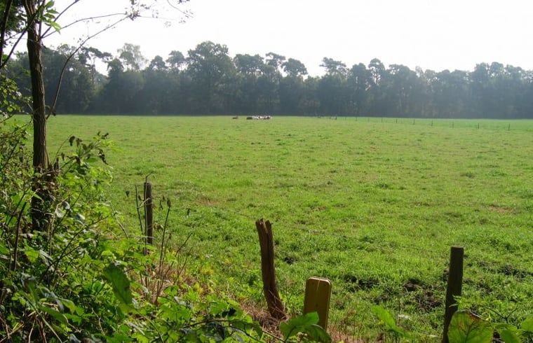 Uitgestrekt weiland met uitzicht op bossen nabij Vakantiehuisje in Hengelo, Achterhoek.