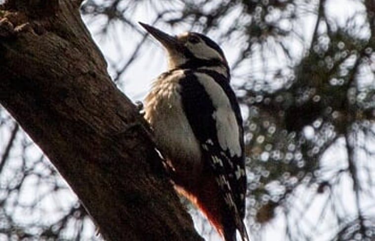 Specht in de bomen bij Vakantiehuisje in Hengelo GLD, Varssel, Bronckhorst, Achterhoek, Gelderland.