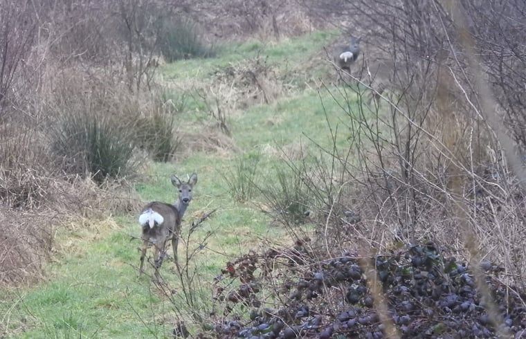 Reeen in het veld nabij Vakantiehuisje in Hengelo GLD, Varssel, Bronckhorst, Achterhoek, Gelderland.
