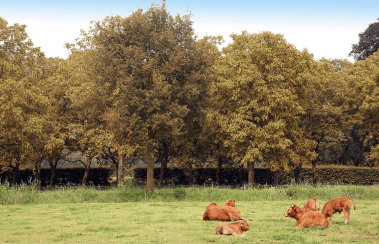 Unterkunft 292222 - Ferienhaus Achterhoek - Vakantiehuisje in Hengelo Gld