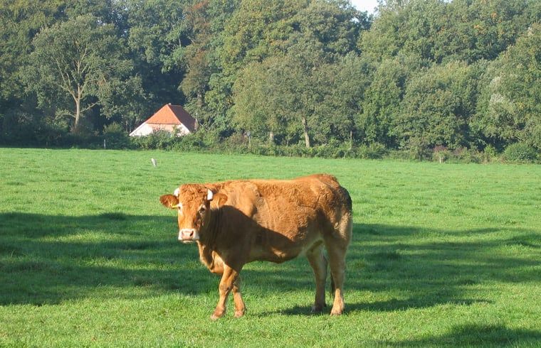 Unterkunft 292222 - Ferienhaus Achterhoek - Vakantiehuisje in Hengelo Gld