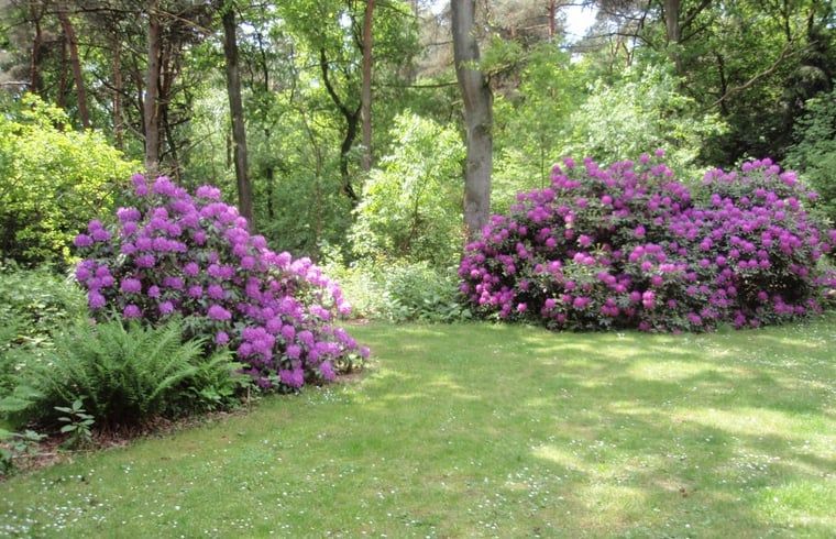 Schoener Garten des Ferienhauses in Harfsen mit bunten Blumen, Achterhoek, Gelderland.