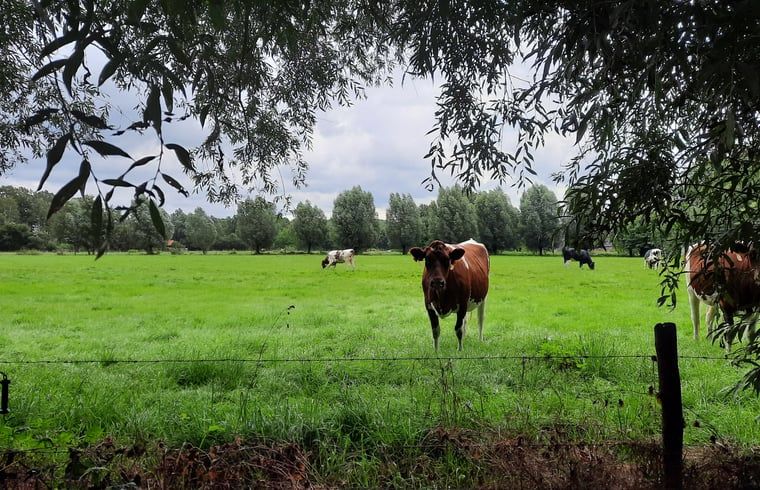 Unterkunft 292315 - Ferienhaus Achterhoek - Vakantiehuis in Harfsen