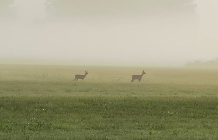 Unterkunft 292332 - Ferienhaus Achterhoek - Vakantiehuis in Harfsen