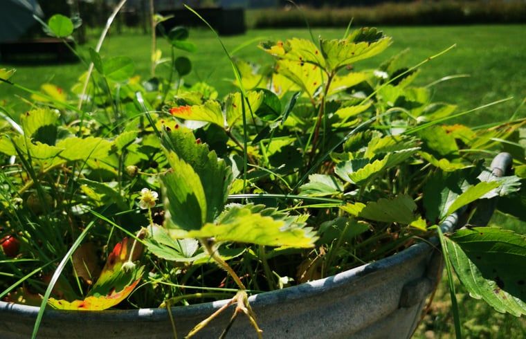 Unterkunft 292332 - Ferienhaus Achterhoek - Vakantiehuis in Harfsen