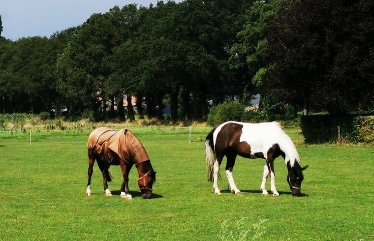 Unterkunft 292332 - Ferienhaus Achterhoek - Vakantiehuis in Harfsen