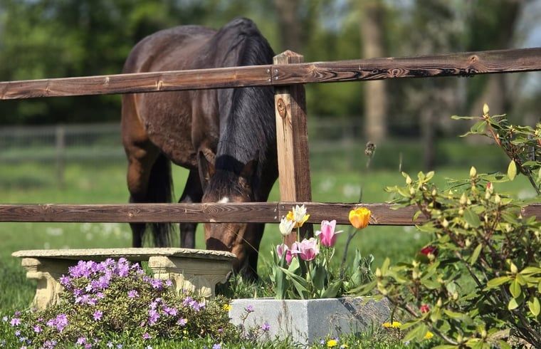 Verblijf 292336 - Vakantiewoning Achterhoek - Vakantiehuis in Harfsen