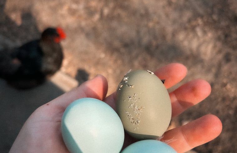 Verblijf 292336 - Vakantiewoning Achterhoek - Vakantiehuis in Harfsen