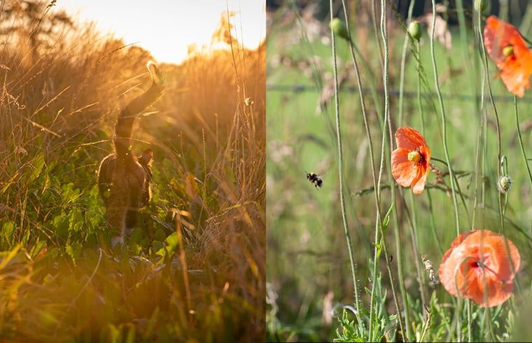 Verblijf 293408 - Vakantiewoning Achterhoek - Huisje in Geesteren