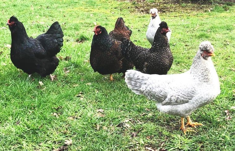 Unterkunft 293412 - Ferienhaus Achterhoek - Vakantiehuis in Geesteren vlak bij Borculo