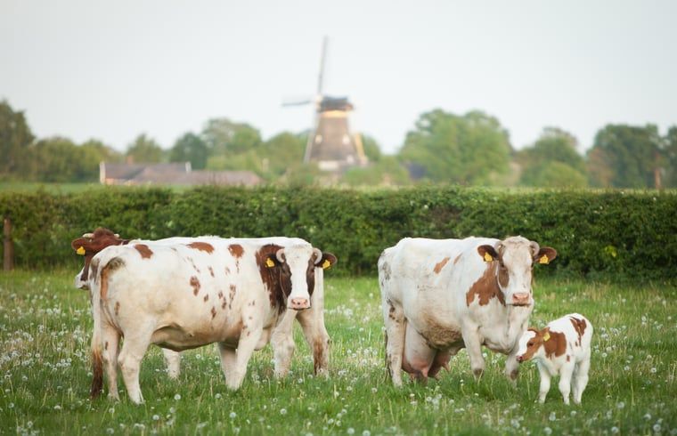 Unterkunft 293415 - Ferienhaus Achterhoek - Huisje in Geesteren