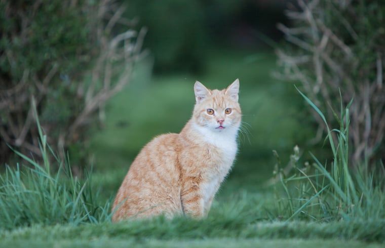 Unterkunft 293415 - Ferienhaus Achterhoek - Huisje in Geesteren