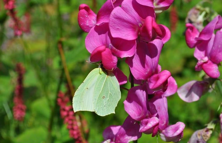 Guest house 293524 - Holiday property Achterhoek - Vakantiehuisje in Vorden