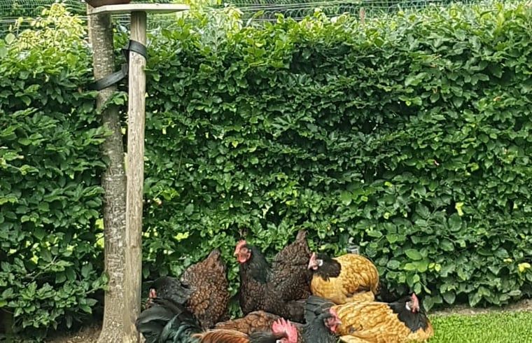 Unterkunft 293539 - Ferienhaus Achterhoek - Vakantiehuis in Vorden