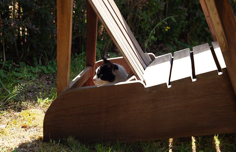 Unterkunft 293554 - Ferienhaus Achterhoek - Vakantiehuisje in Vorden