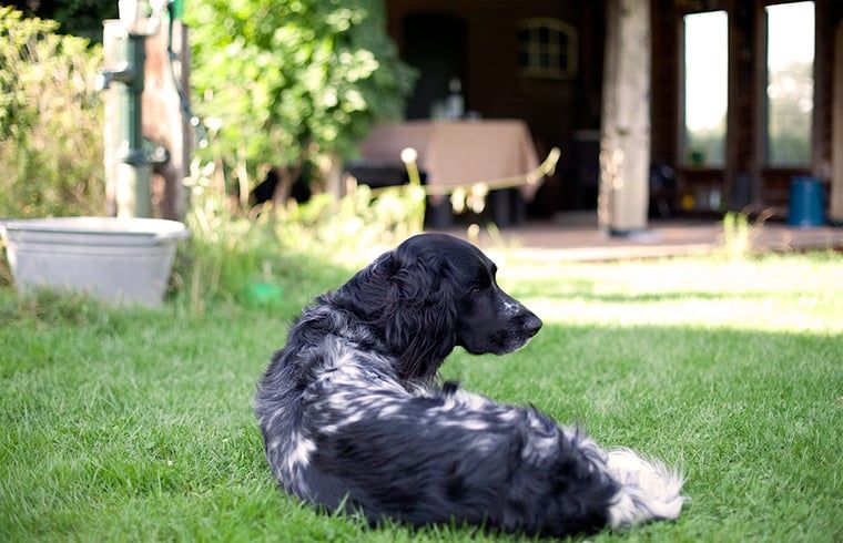 Unterkunft 293554 - Ferienhaus Achterhoek - Vakantiehuisje in Vorden