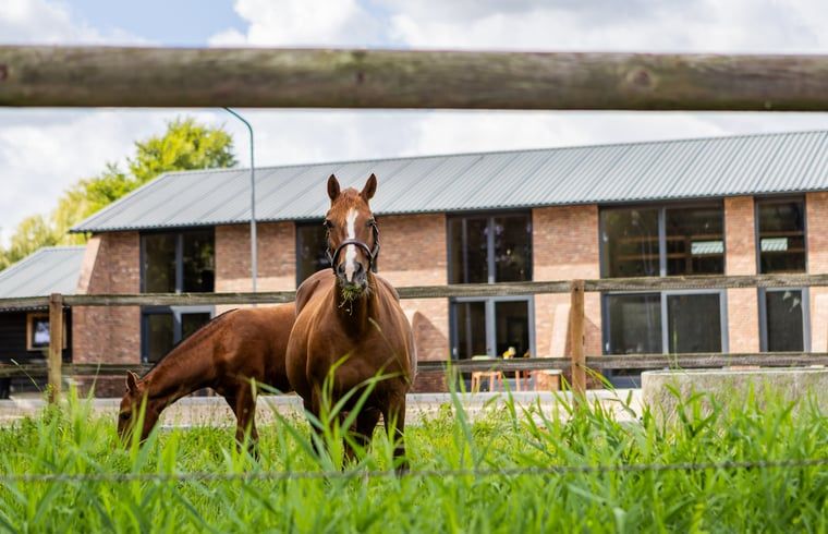 Paarden in de weide bij Vakantiehuisje in Neede, Achterhoek, omgeven door natuurlijke schoonheid.
