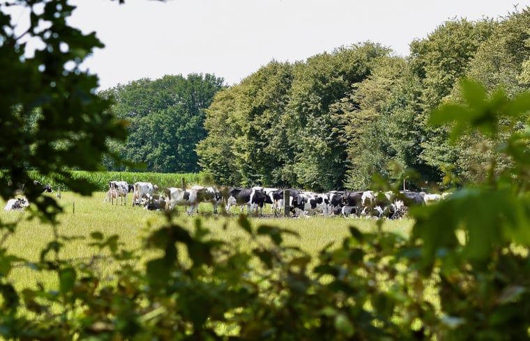 Unterkunft 294834 - Ferienhaus Achterhoek - Vakantiehuisje in Neede