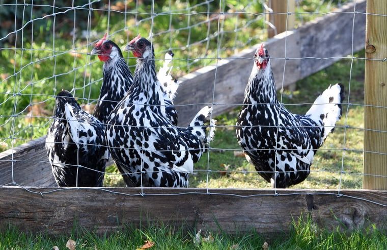 Unterkunft 294834 - Ferienhaus Achterhoek - Vakantiehuisje in Neede