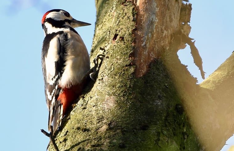 Unterkunft 294834 - Ferienhaus Achterhoek - Vakantiehuisje in Neede