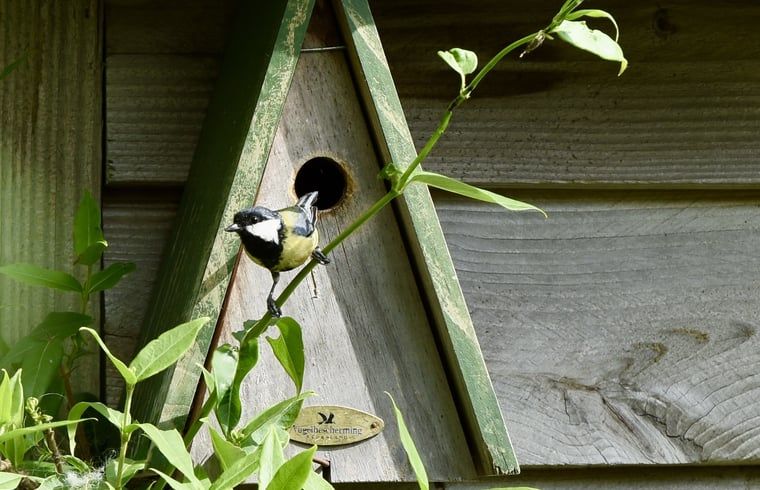 Unterkunft 294834 - Ferienhaus Achterhoek - Vakantiehuisje in Neede