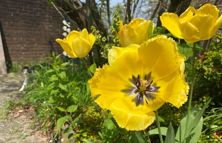 Floral garden at Holiday home in Gaanderen, Gelderland