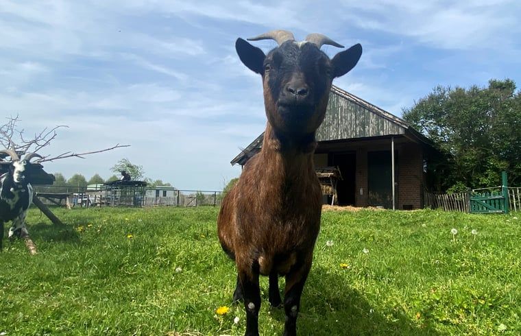 Goats in the pasture at Holiday home in Gaanderen, Achterhoek