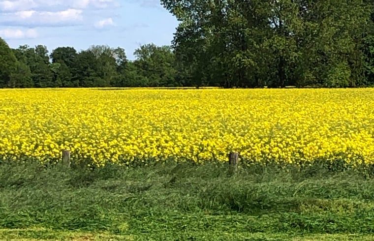 Yellow flower fields around Holiday home in Gaanderen, Gelderland