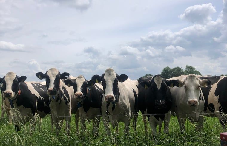 Cows in the pasture at Holiday Home in Gaanderen, Achterhoek