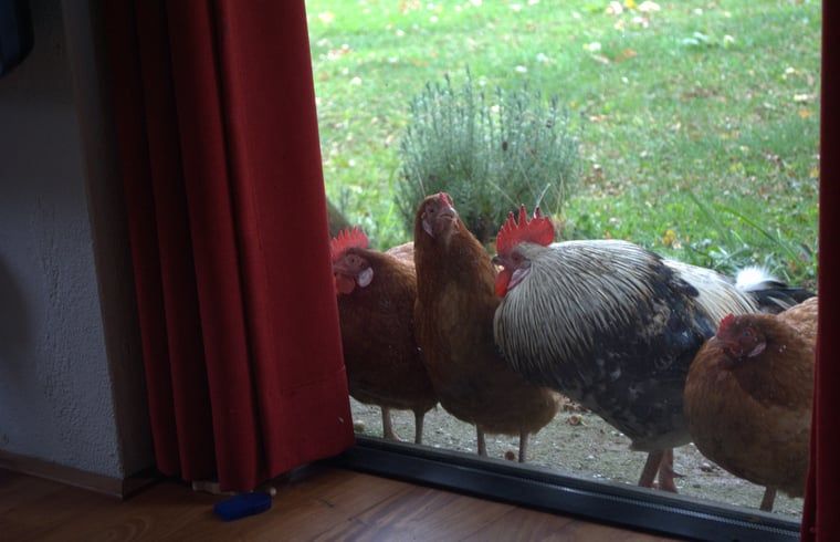 Unterkunft 295813 - Ferienhaus Achterhoek - Vakantiehuisje in Lievelde
