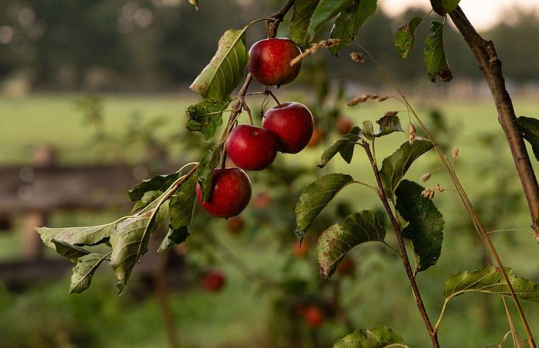 Verblijf 295822 - Vakantiewoning Achterhoek - Huisje in Lievelde