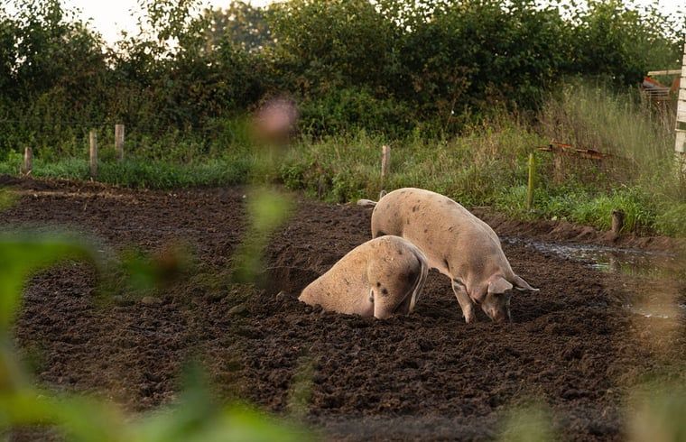 Verblijf 295822 - Vakantiewoning Achterhoek - Huisje in Lievelde