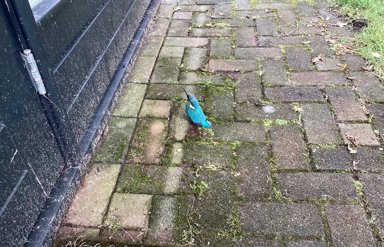 Unterkunft 296412 - Ferienhaus Achterhoek - Huisje in Winterswijk Brinkheurne