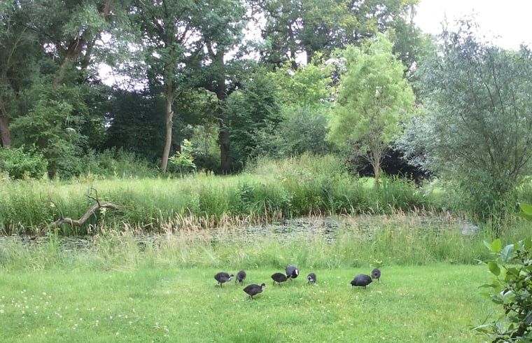 Unterkunft 296412 - Ferienhaus Achterhoek - Huisje in Winterswijk Brinkheurne