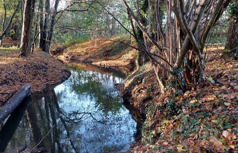 Winding creek near Holiday home in Winterswijk Kotten, ideal for nature lovers in the Achterhoek.