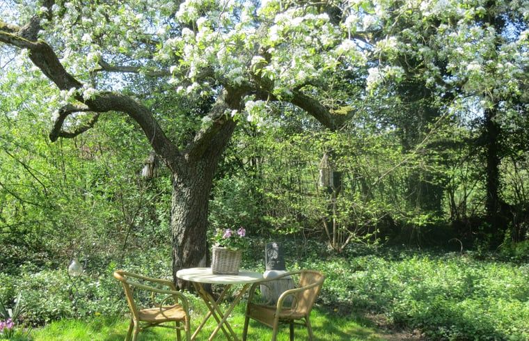 Flowering tree in the garden of Cottage in Warnsveld, Achterhoek, with seating underneath.